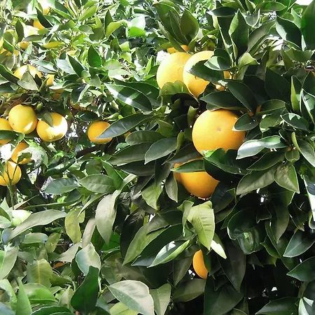 Simicev Appartamento