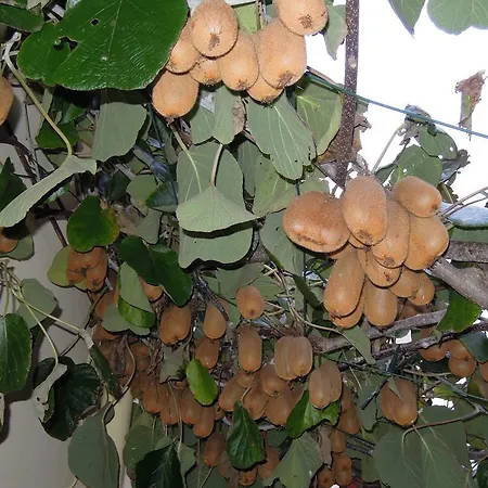 Simicev Apartamento Zadar