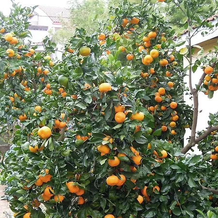 Simicev Apartamento *