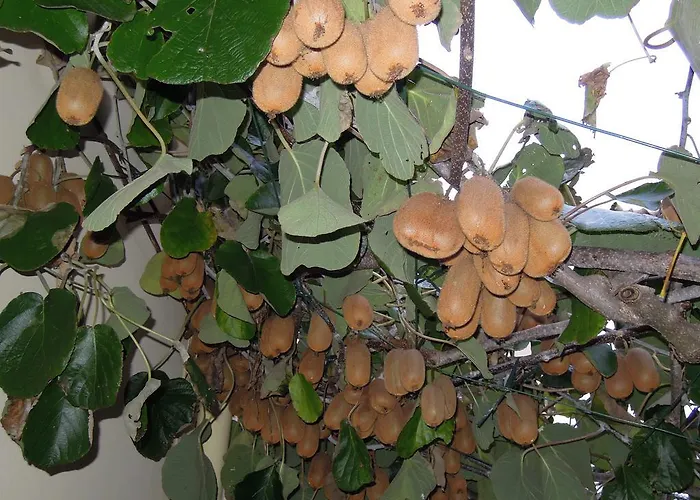 Simicev 公寓 扎达尔