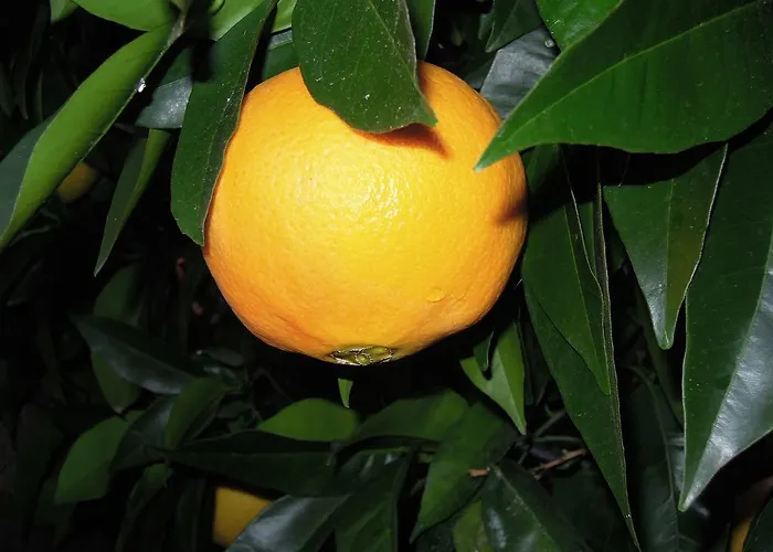 Apartments Simicev Zadar