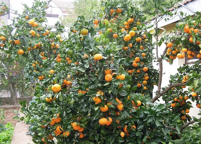 Apartments Simicev Apartman *